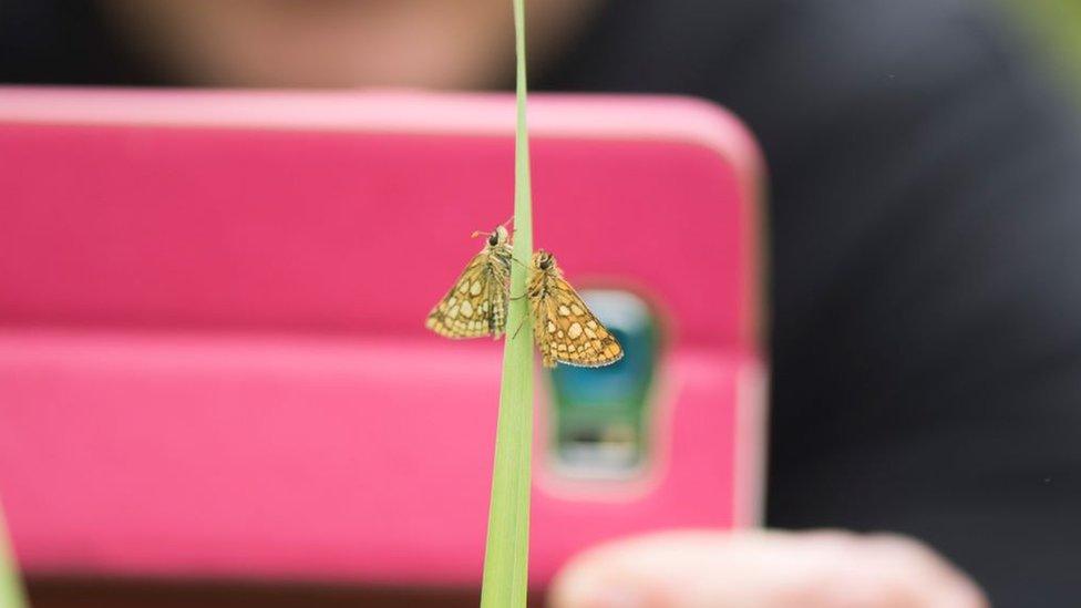 chequered skipper