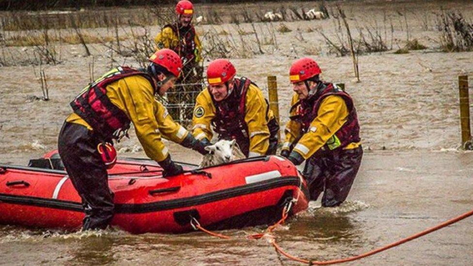 A sheep is rescued in a boat