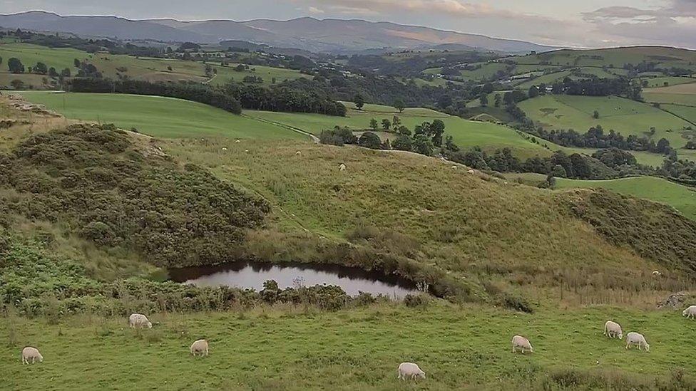 Lamb Cam in Corwen