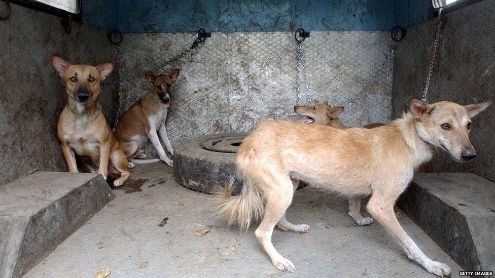 This photo taken 19 June 2003, shows captured stray dogs during a sterilization and anti-rabies vaccination operation in New Delhi.