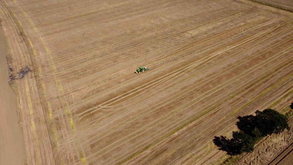 A crop field on Fennings Farm in Suffolk