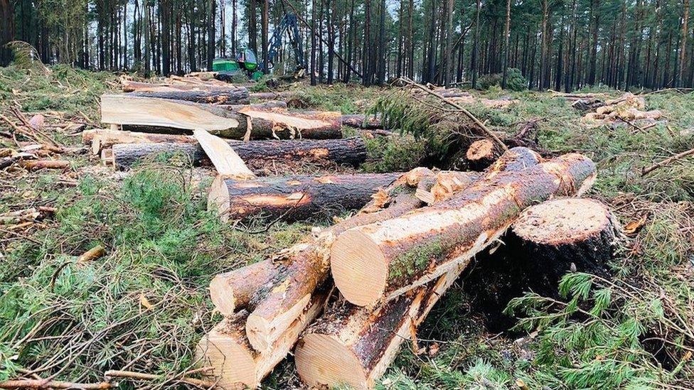 Fallen trees