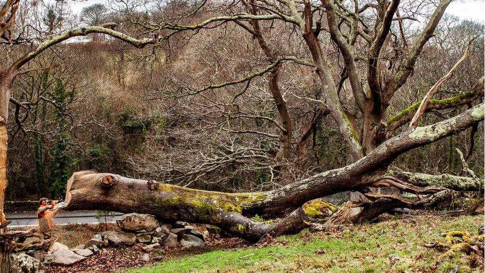 Simon O'Rourke carving the fallen tree