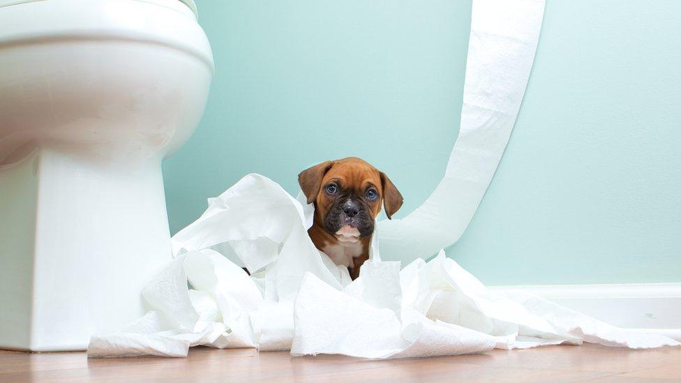 A dog with a loo and covered in toilet roll