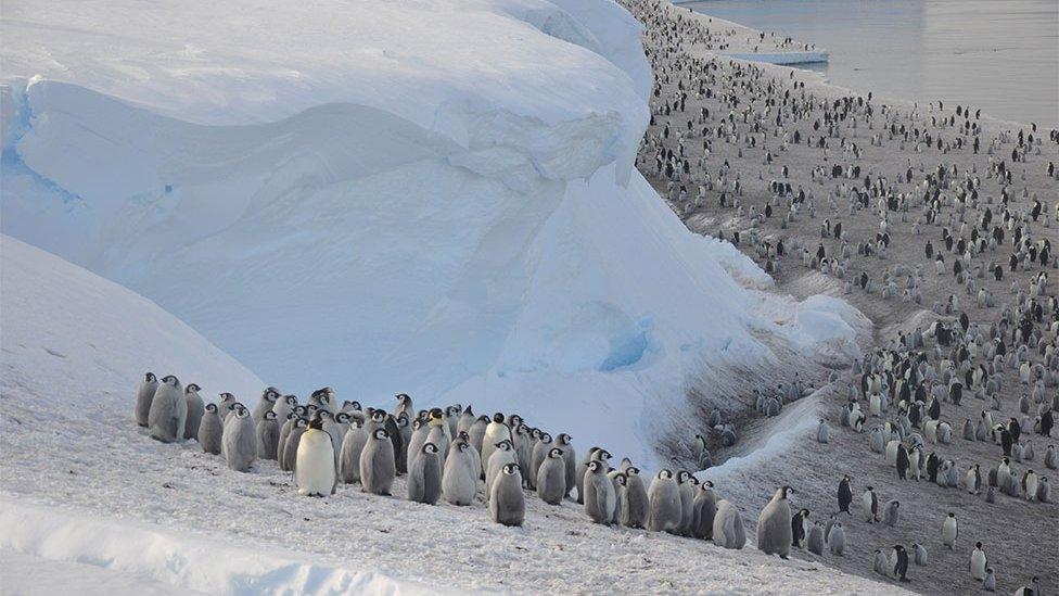 Halley emperor penguins