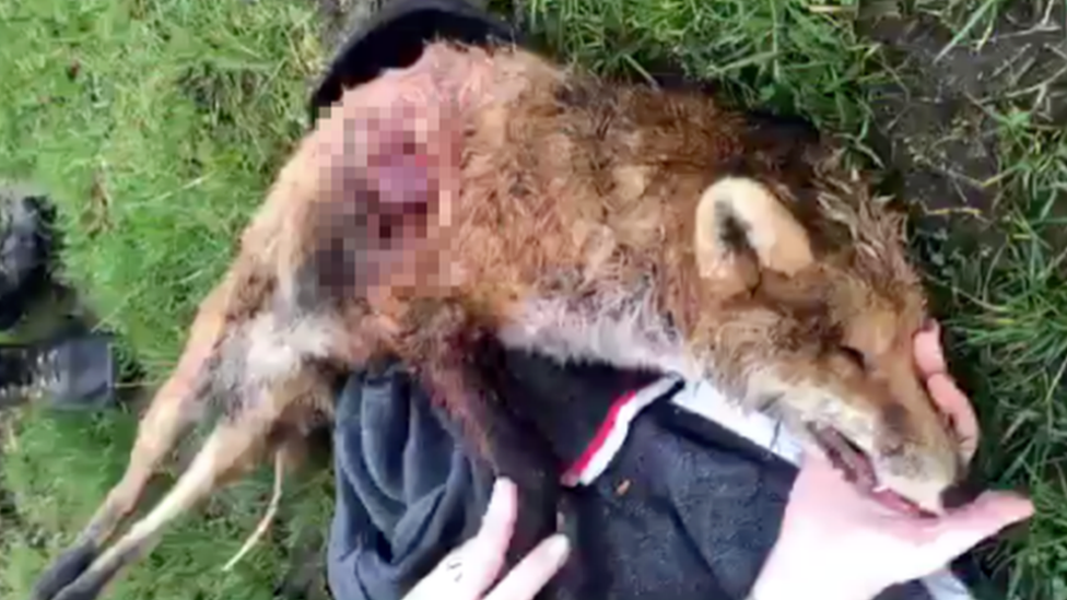 dead fox with wound pixellated