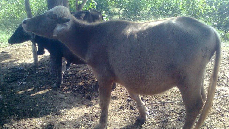 Azikheli buffalo