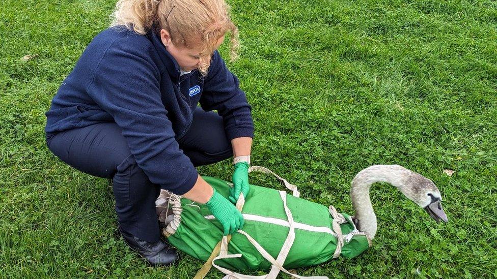 RSPCA officer with cygnet ready to be taken to the vets