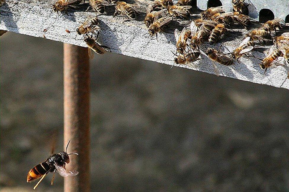 Asian hornet near bee hive