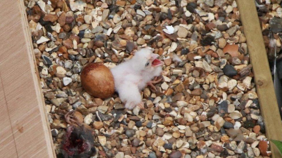 Peregrine chick on St Albans Cathedral