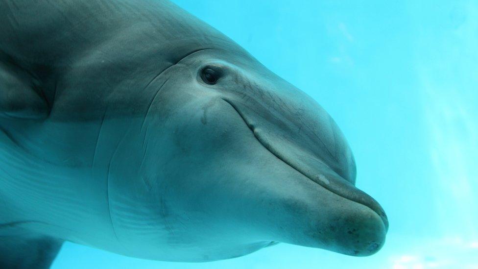 Bottlenose dolphin