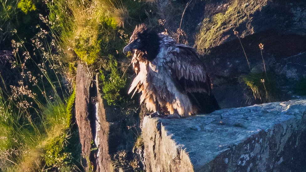 Bearded vulture