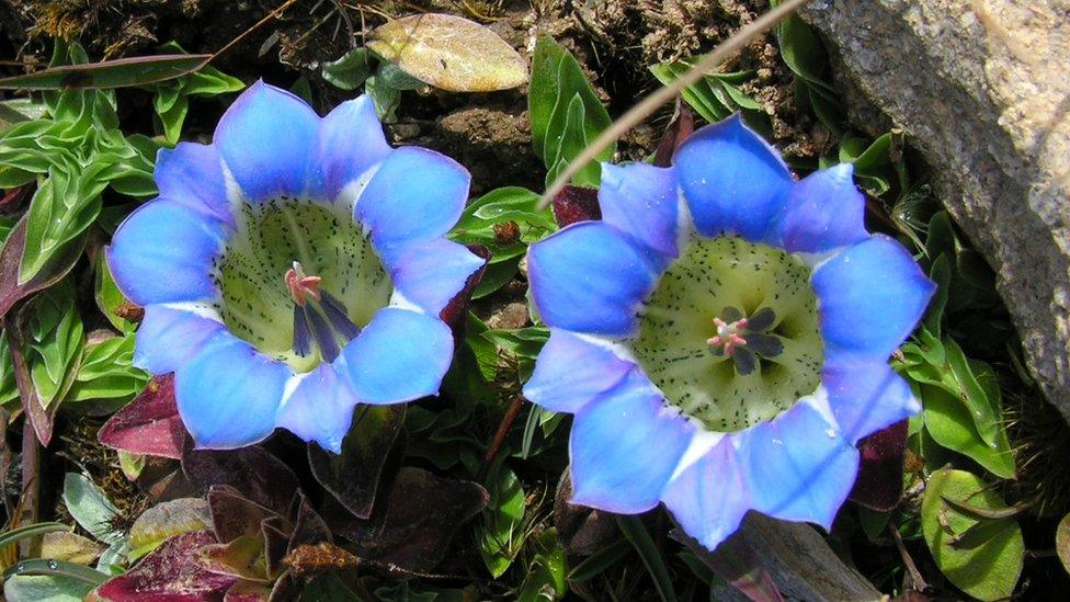 Gentiana flowers