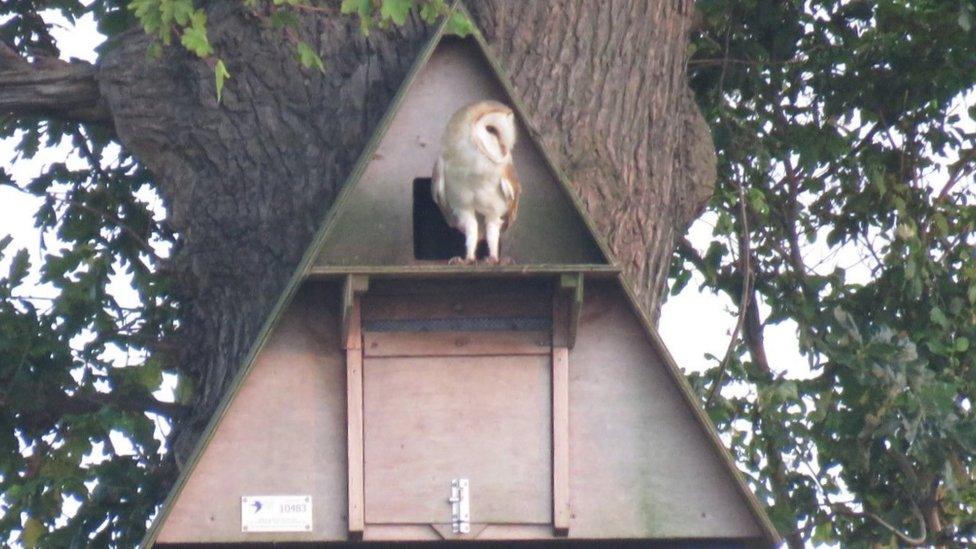 owl box