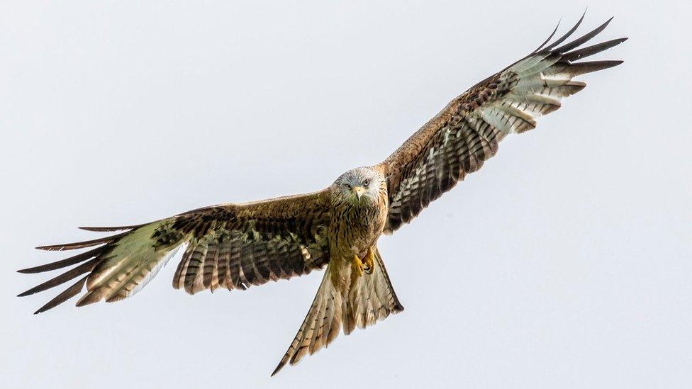 Red kite