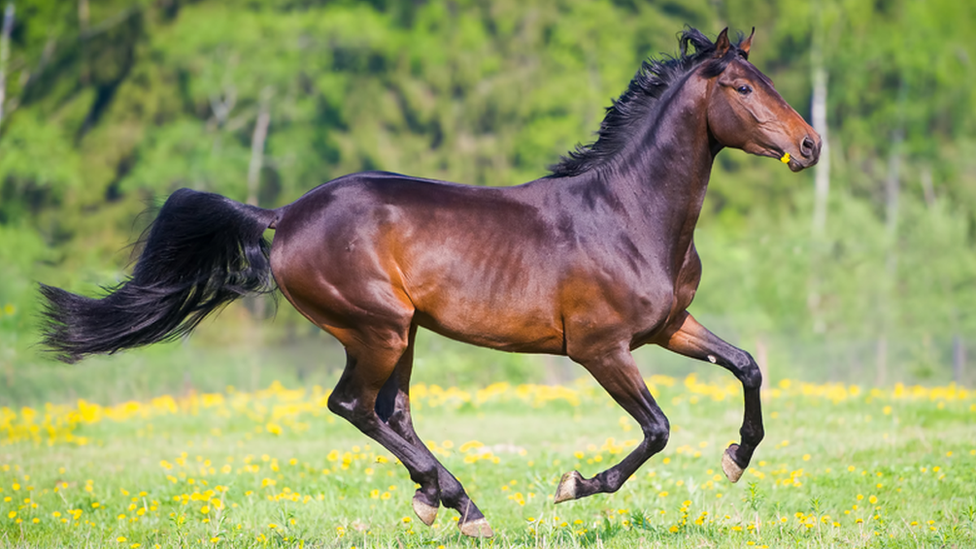 Horse galloping with flowers in its mouth