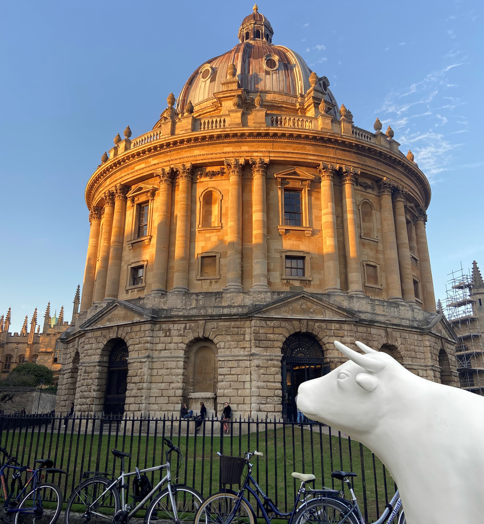 An ox sculpture in front of Oxford's Radcliffe Camera