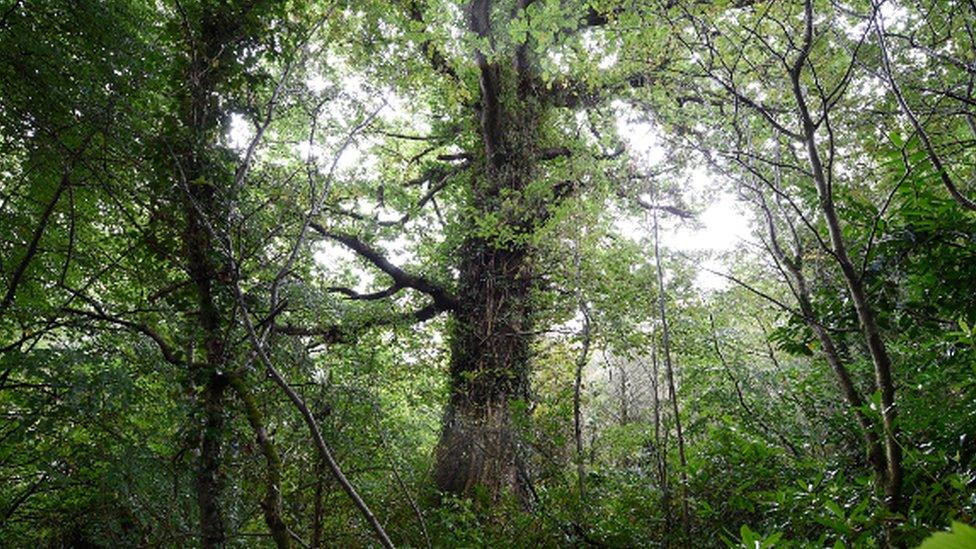 The Great Ardmore Altar Oak, Ardmore, Derry/Londonderry