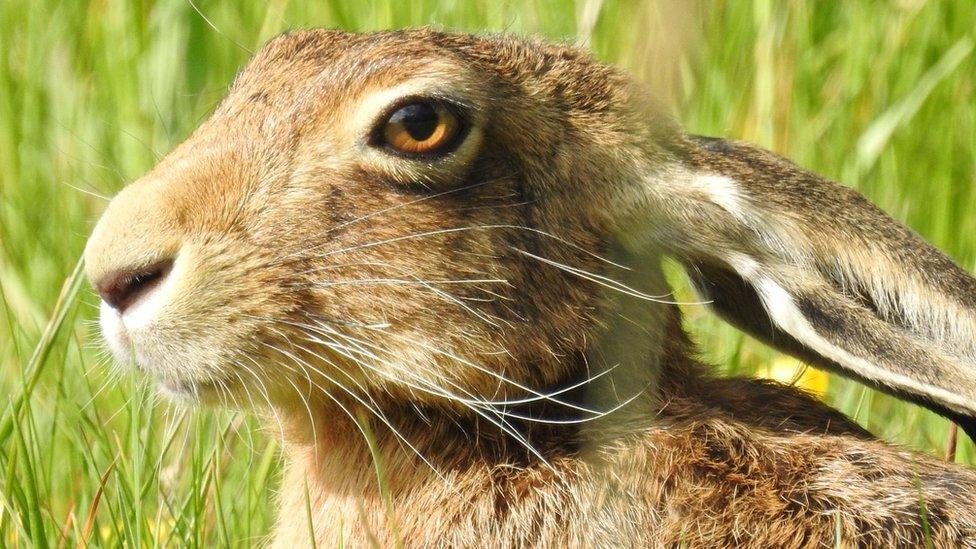 A hare in a sunlit meadow, surrounded by flowers