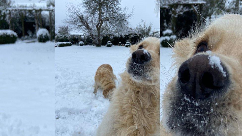 a golden labrador with snow on his nose