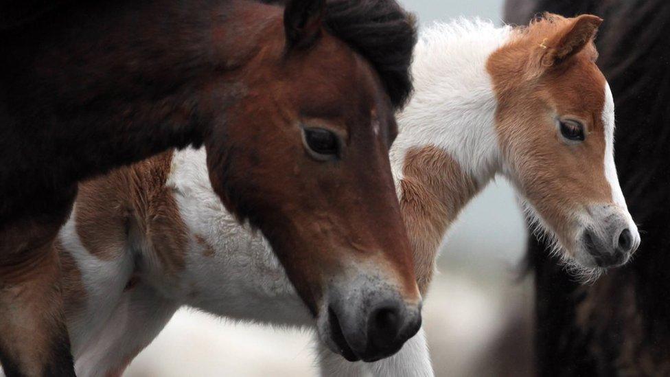 A mother and foal