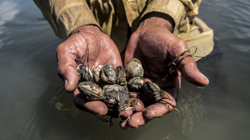 A fisherman holds handfuls of shell fish he harvested in Trapang Sangke Community Fishery area