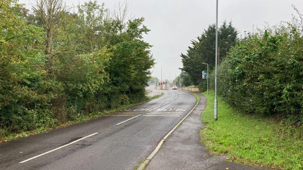 Picture of small lane with greenery around it