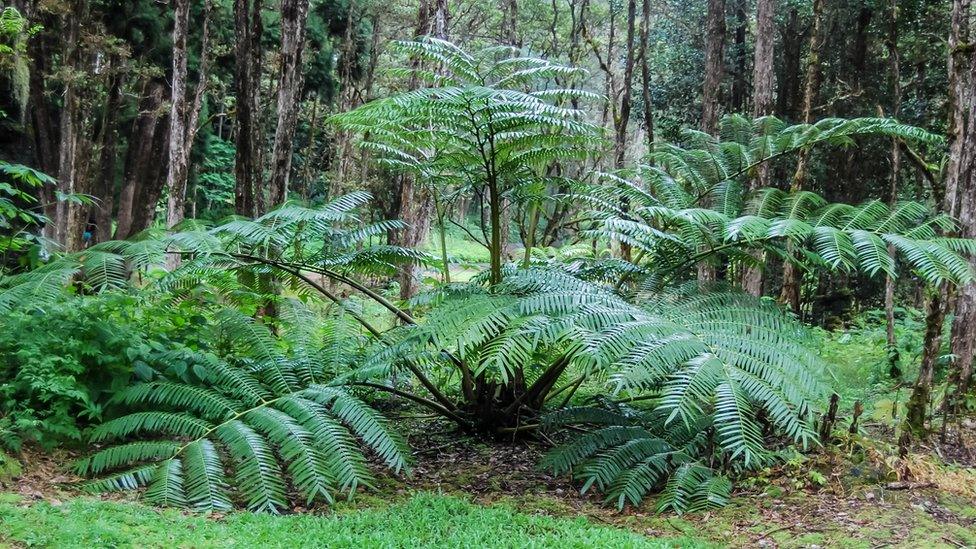 Plant life in Hawaii.