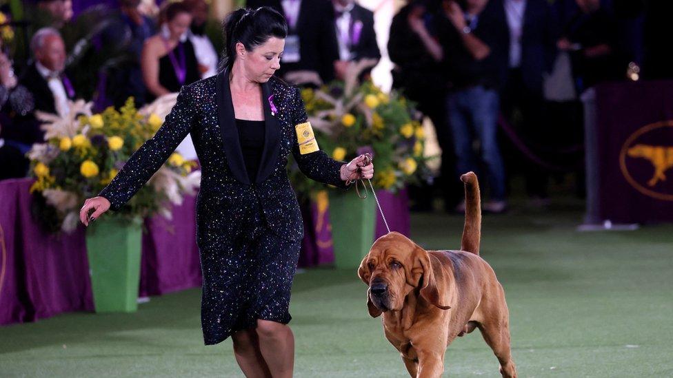 Trumpet the dog in the ring with owner.