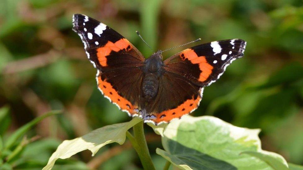 Red Admiral butterfly