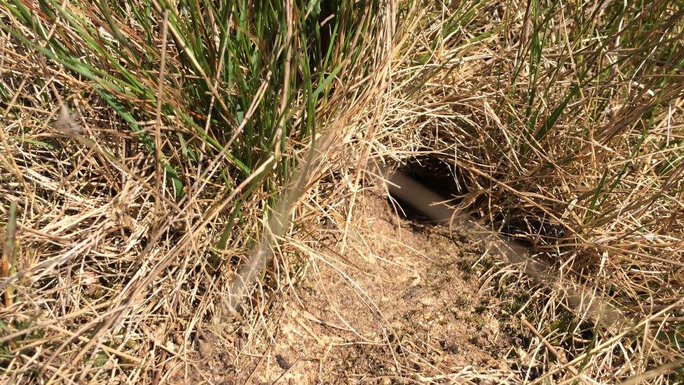 A burrow for a field cricket