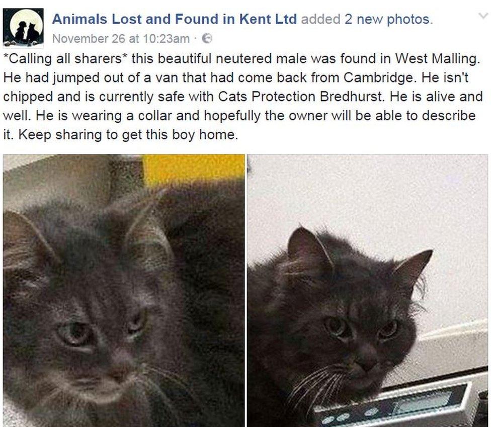 Post about lost cat