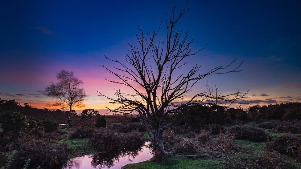 MONDAY - New Forest