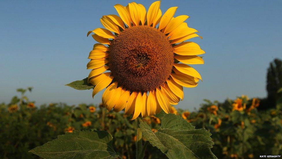 A sunflower at the site of the crash of MH17, Ukraine