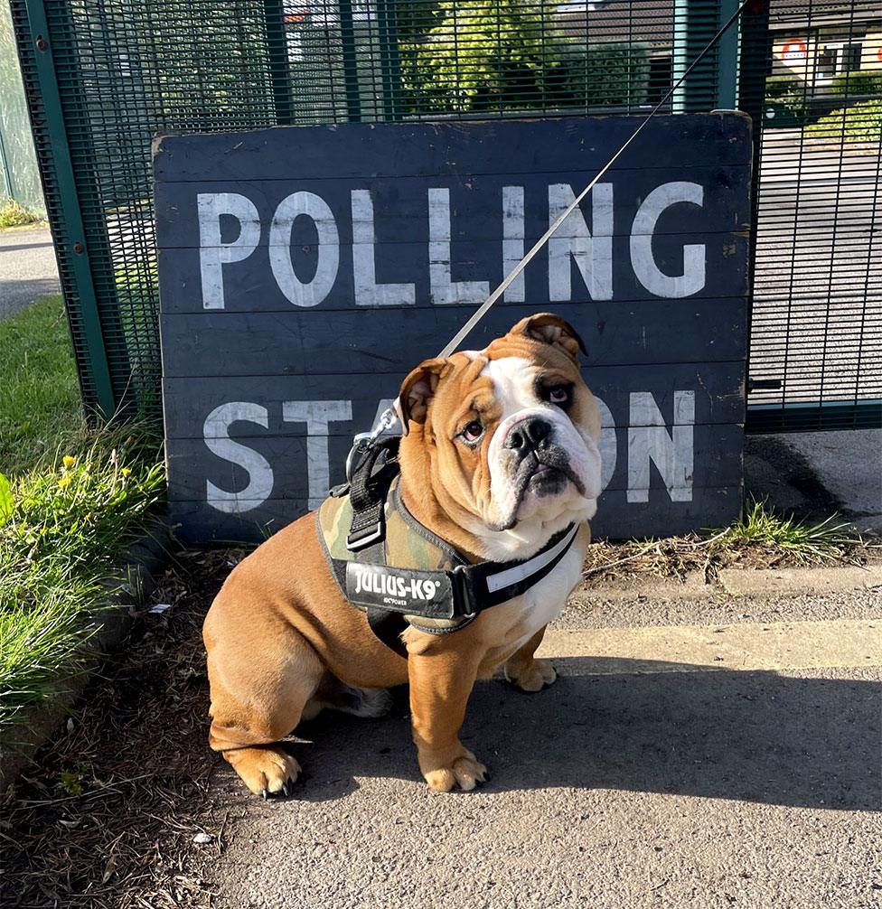 A dog poses next to a polling station sign in Sheffield