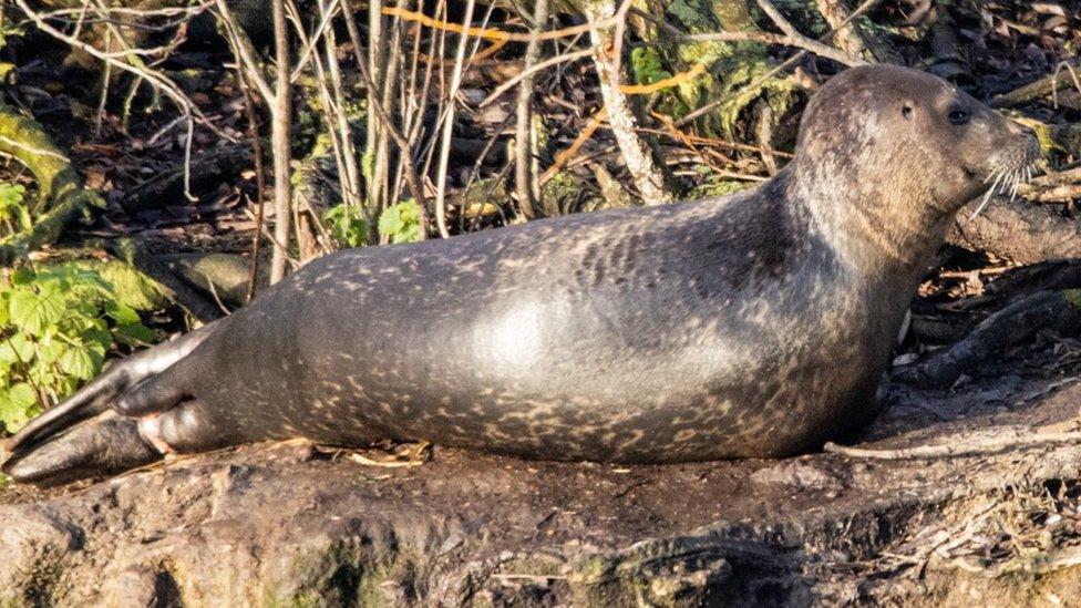 Seal on bank of a fishing lake