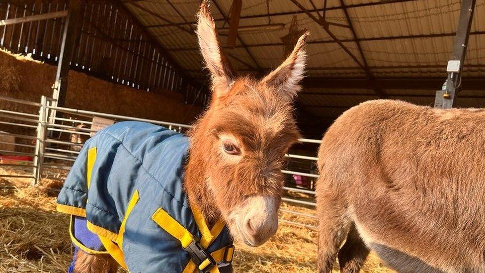 Moon the baby donkey