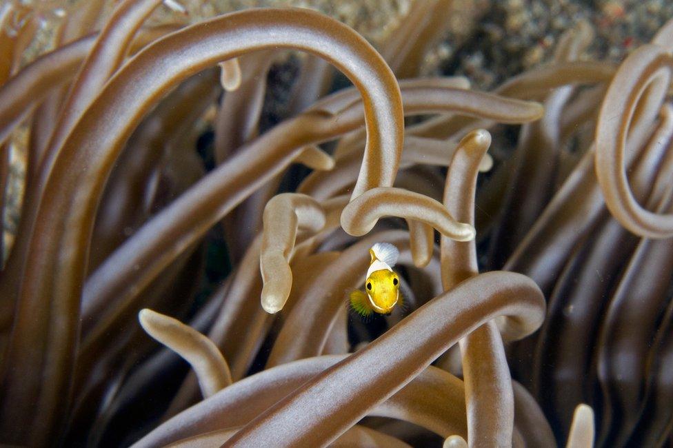 bright yellow fish among fronds of seagrass