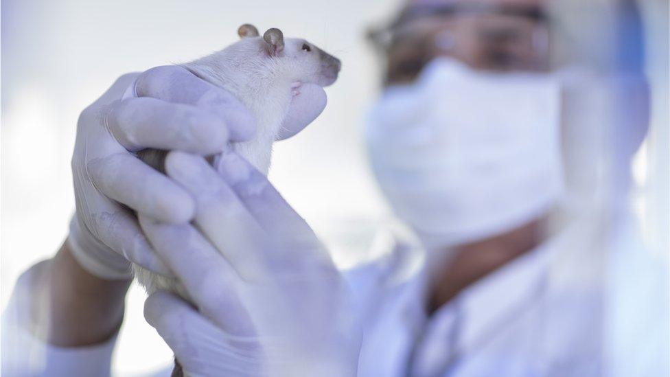 Laboratory worker examining a white rat