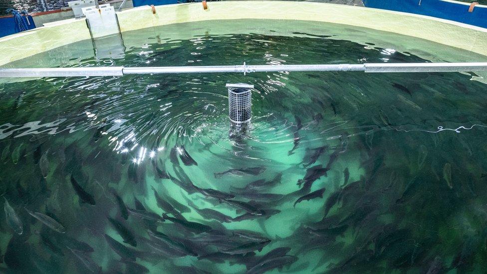 Salmon swimming at an indoor farm