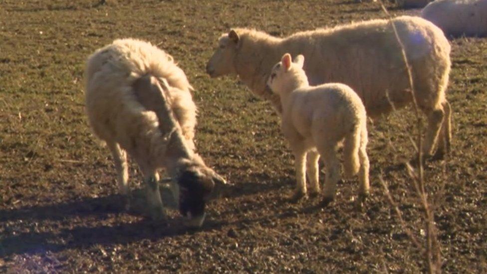 An unhealthy sheep (left) looses some of its wool