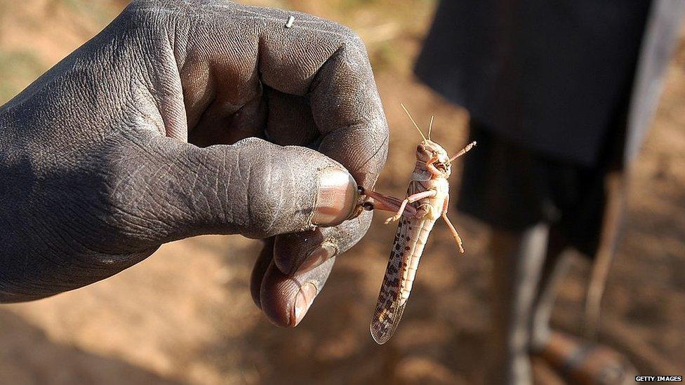 A hand holding a locust