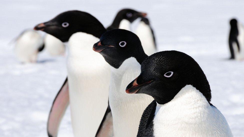 Adelie Penguins