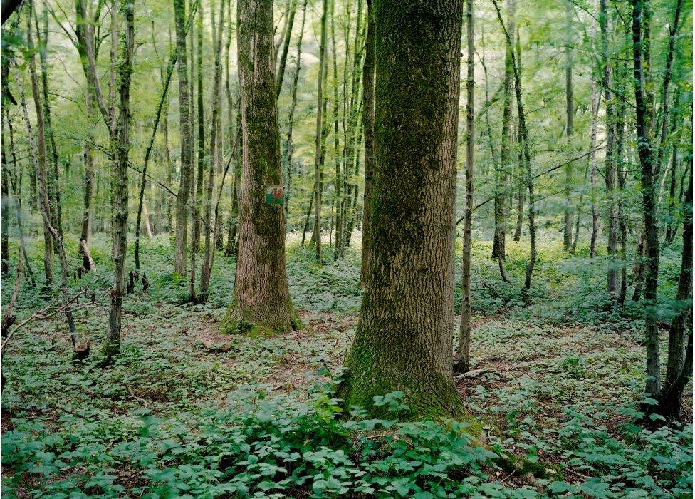 Coedwig Mametz