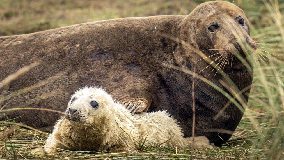 Seal and a pup