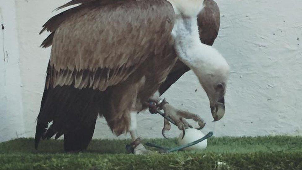 Harold the griffon vulture stunning wildlife foundation staff by laying an egg