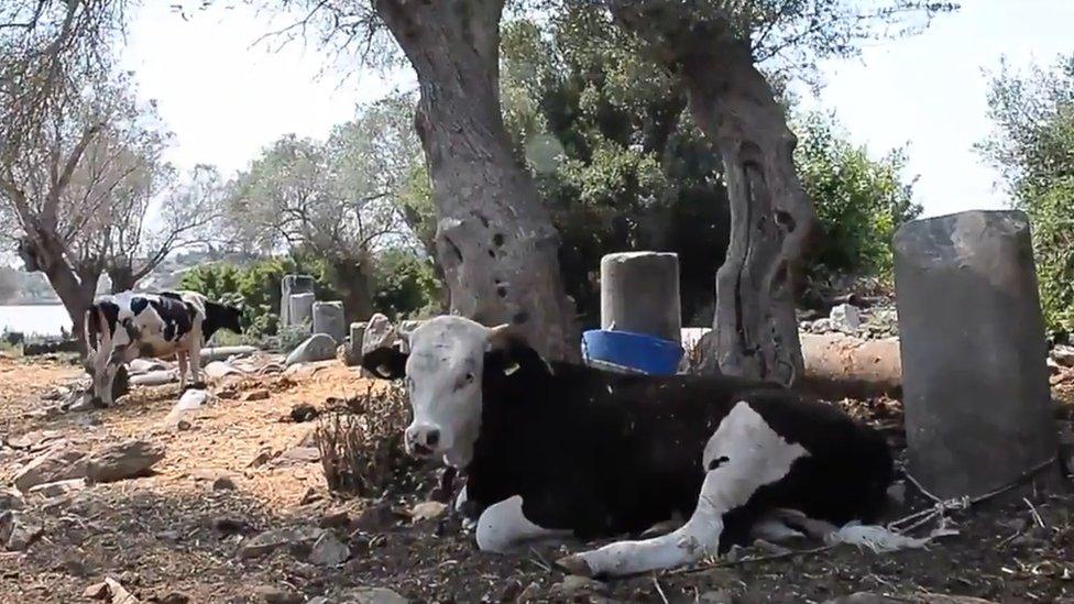 A cow tied to an old column in the ruins of Bargylia