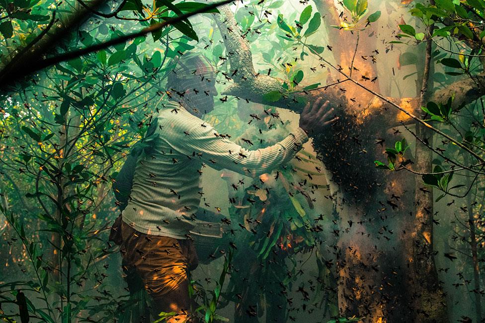 Honey hunters collect wild honey deep in the mangroves of the Sundarbans, the largest mangrove forest in the world