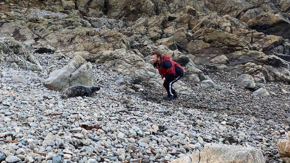 Seal pup rescue