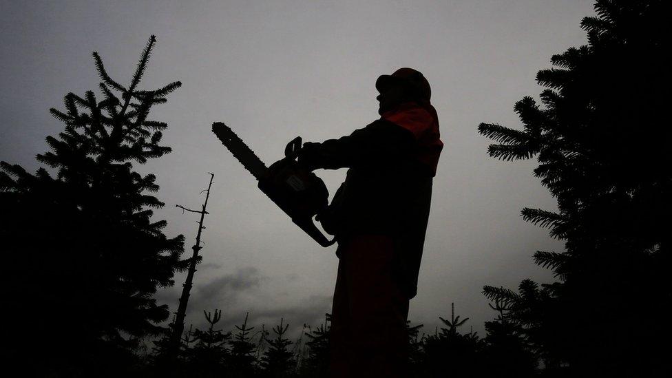 Man with chainsaw silhouetted next to Christmas tree